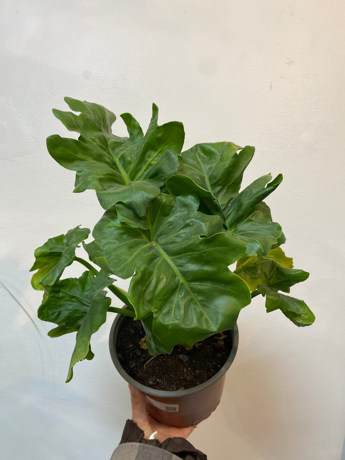 Philodendron Selloum Atom