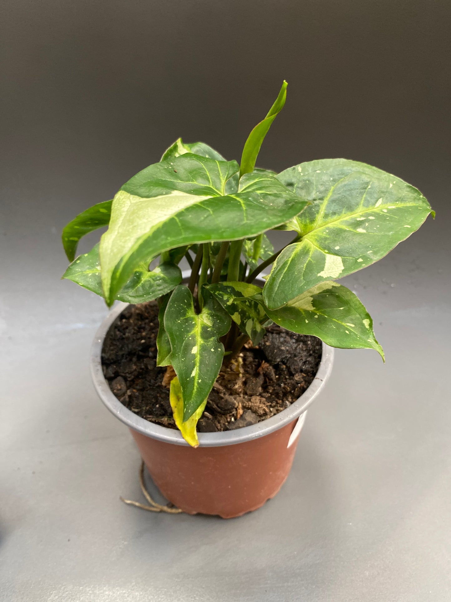 Singonio Panda Galaxy