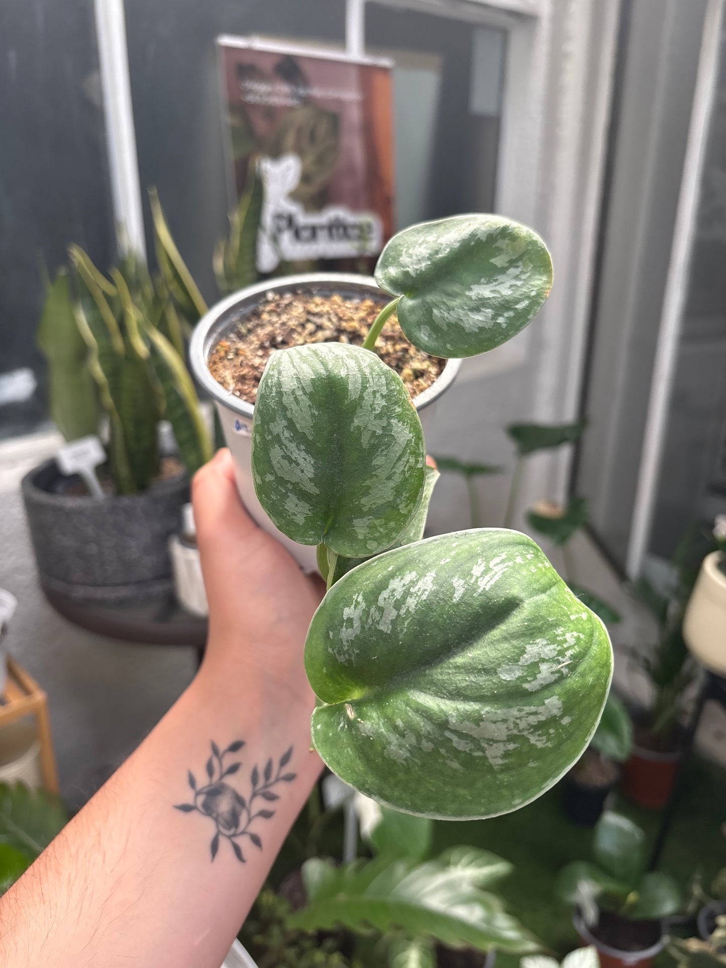 Scindapsus Pictus Exótica