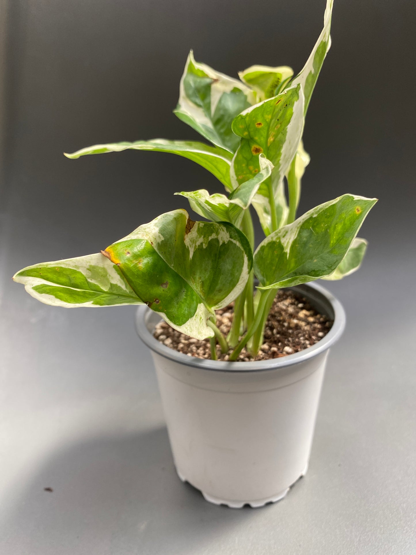 Scindapsus Pearls and Jade