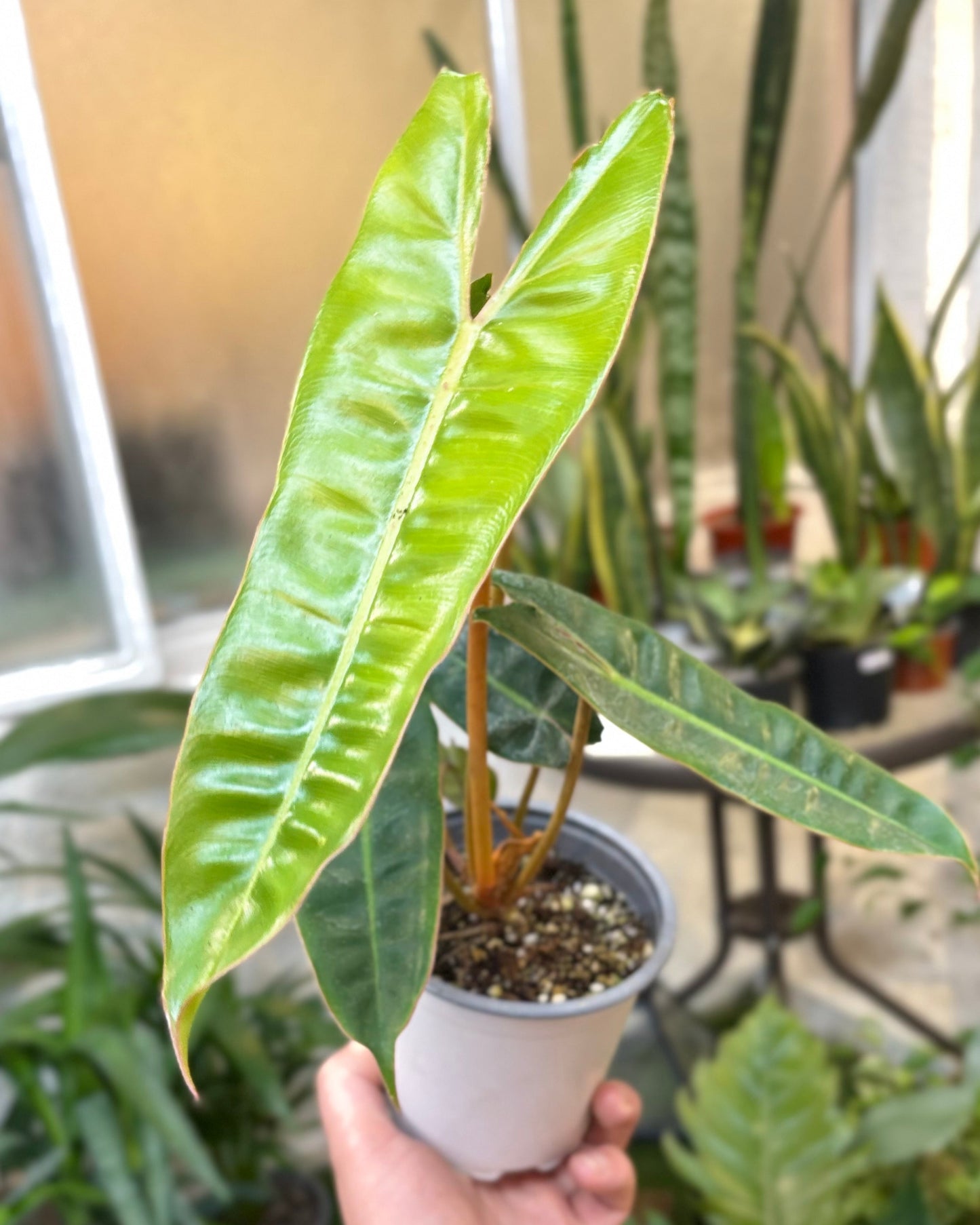 Philodendron Billietiae