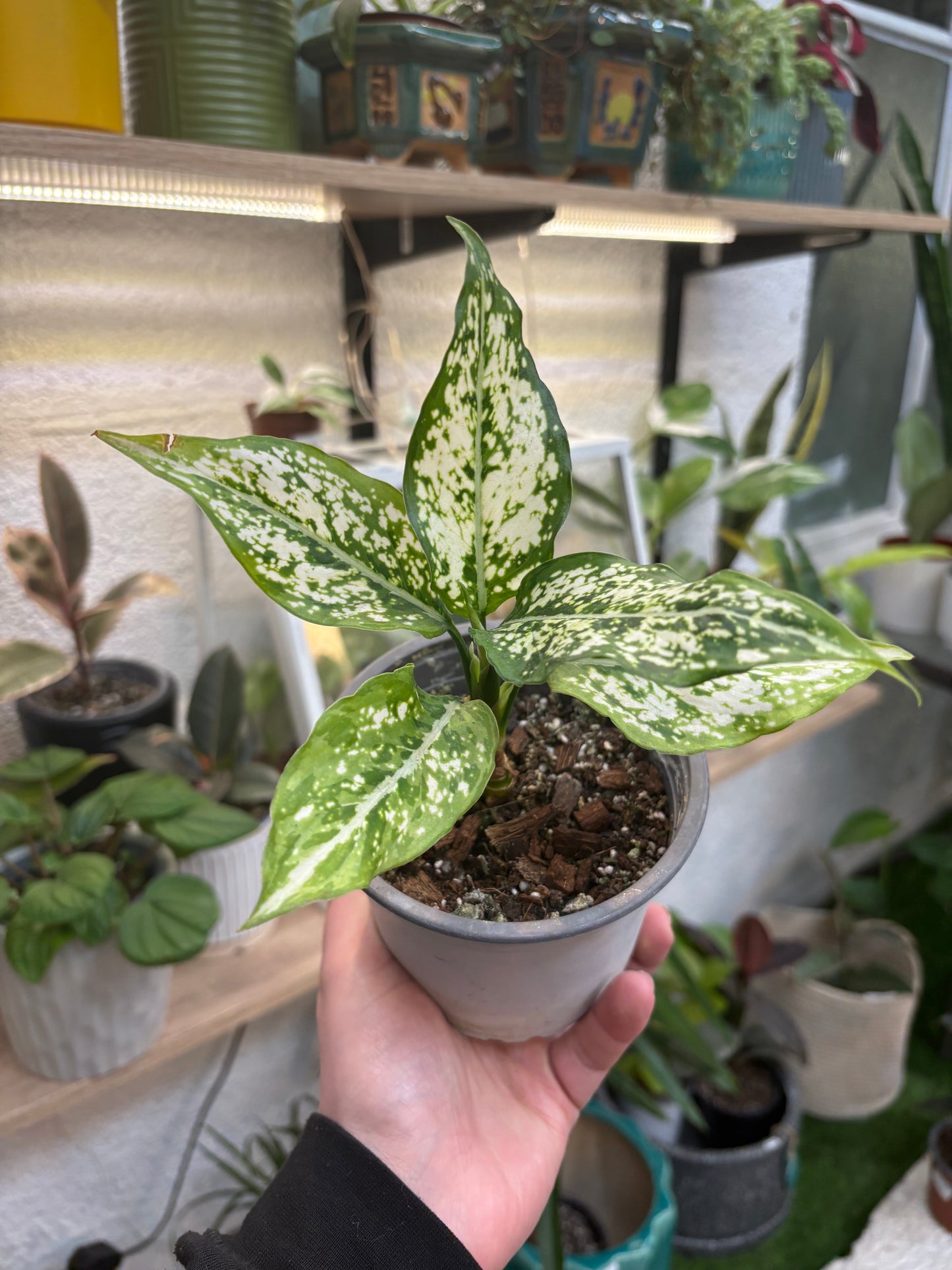 Aglaonema Commutatum Thai Snowflake