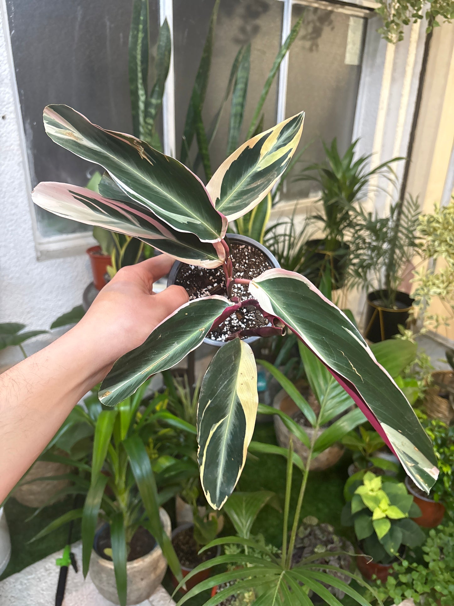 Calathea Triostar