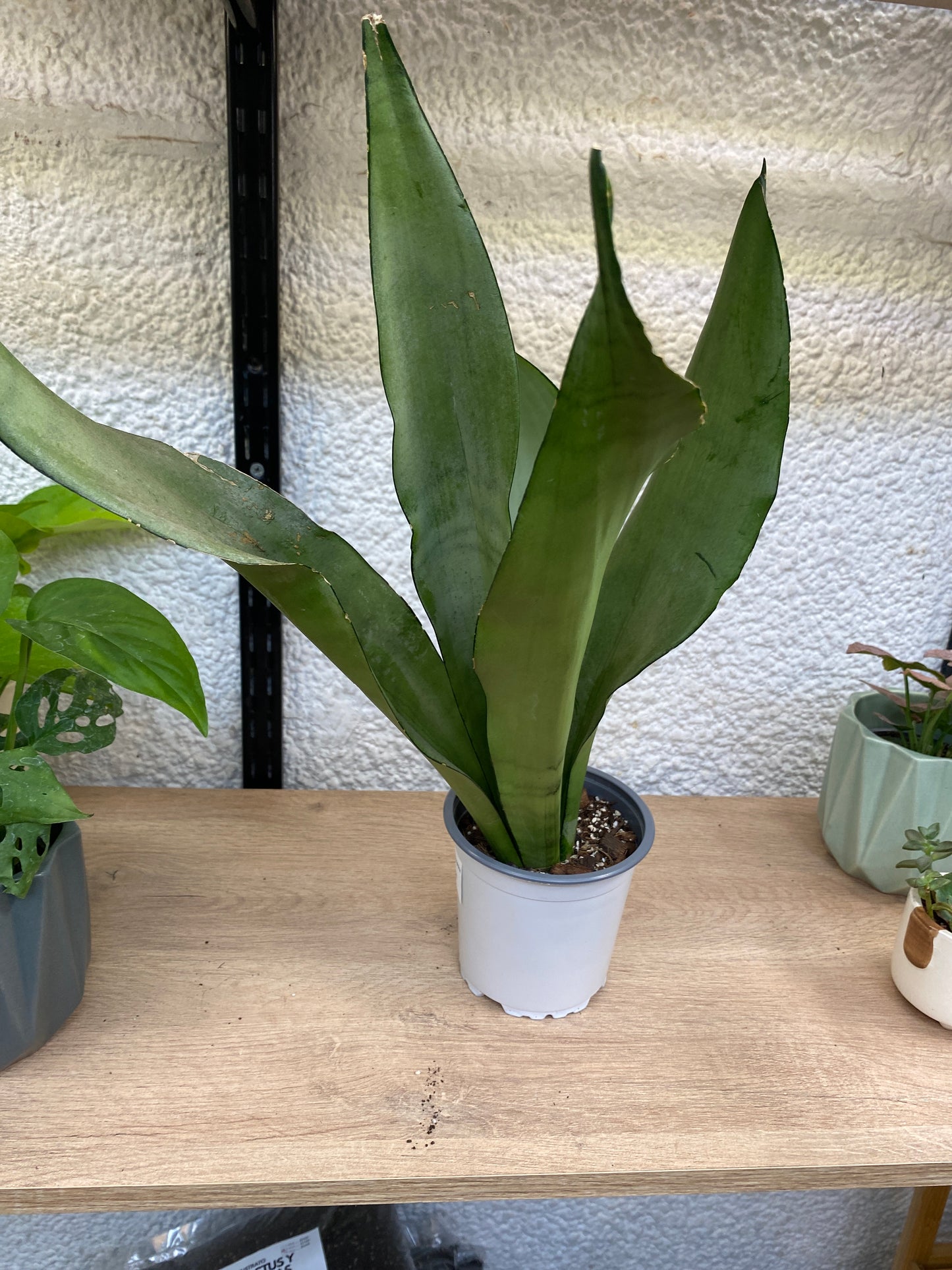 Sansevieria Moonshine