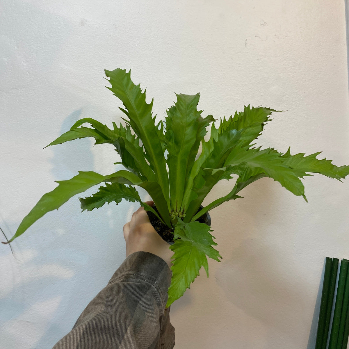 Asplenium Nidus Venus