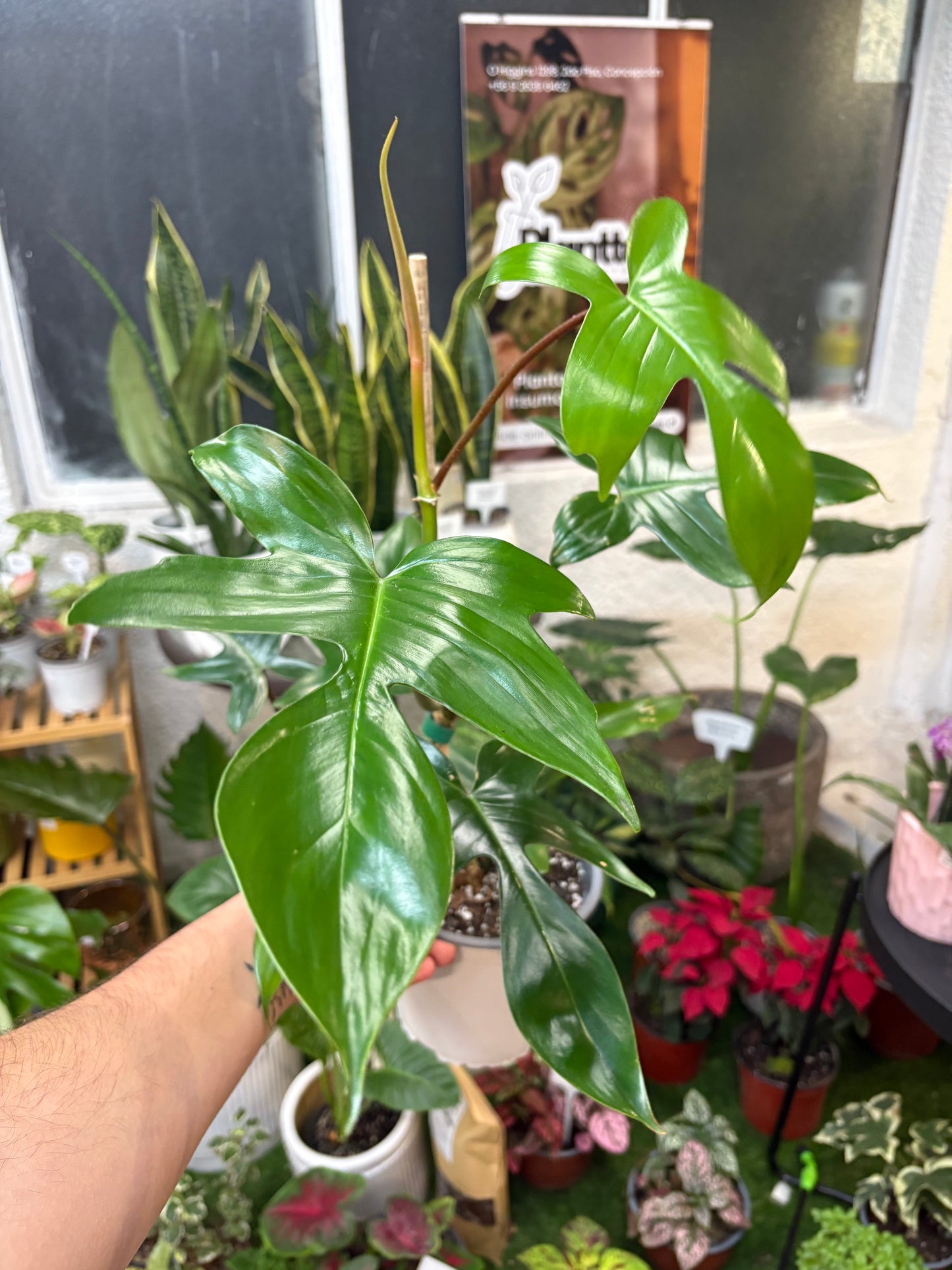 Philodendron Florida