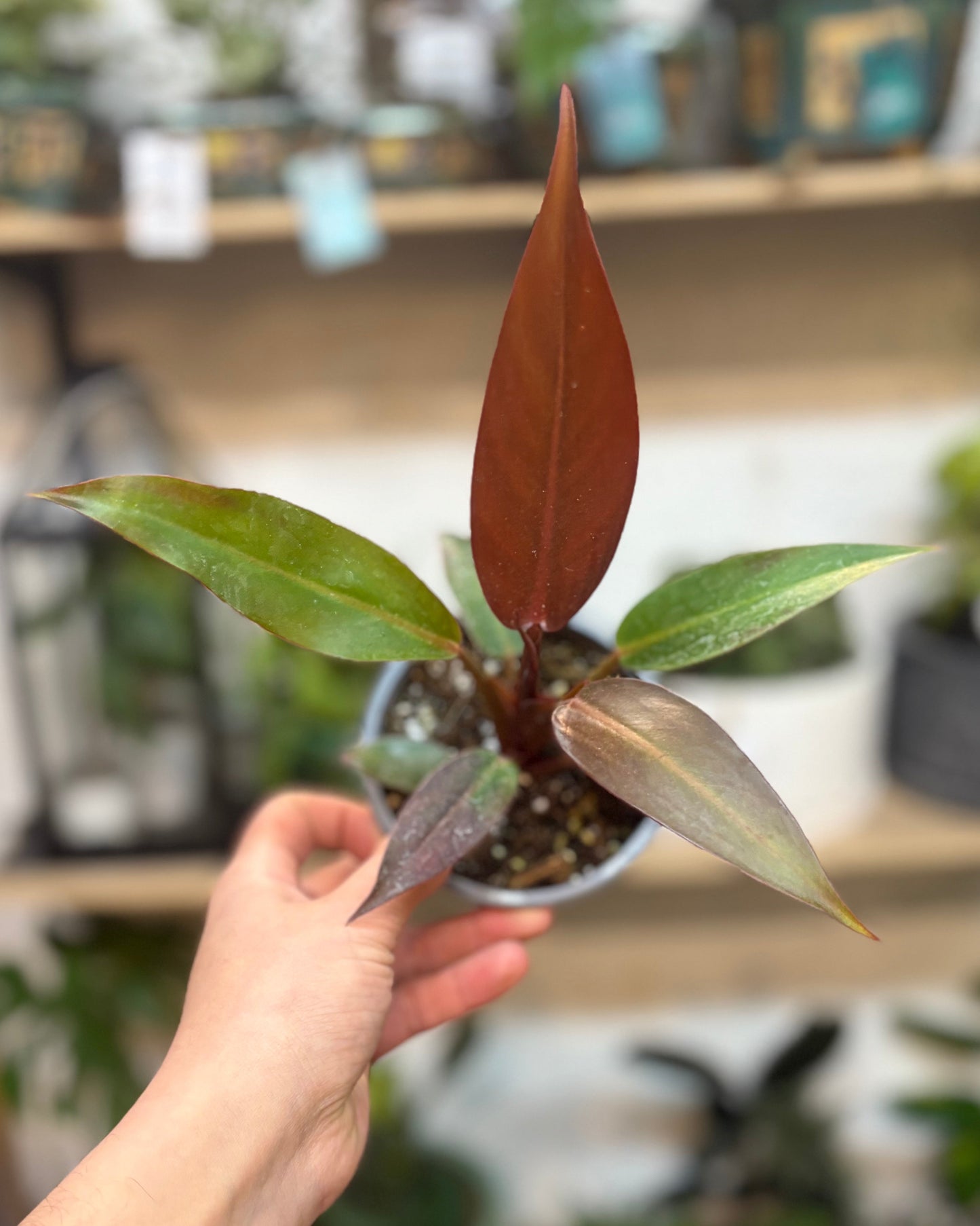 Philodendron Red Sun