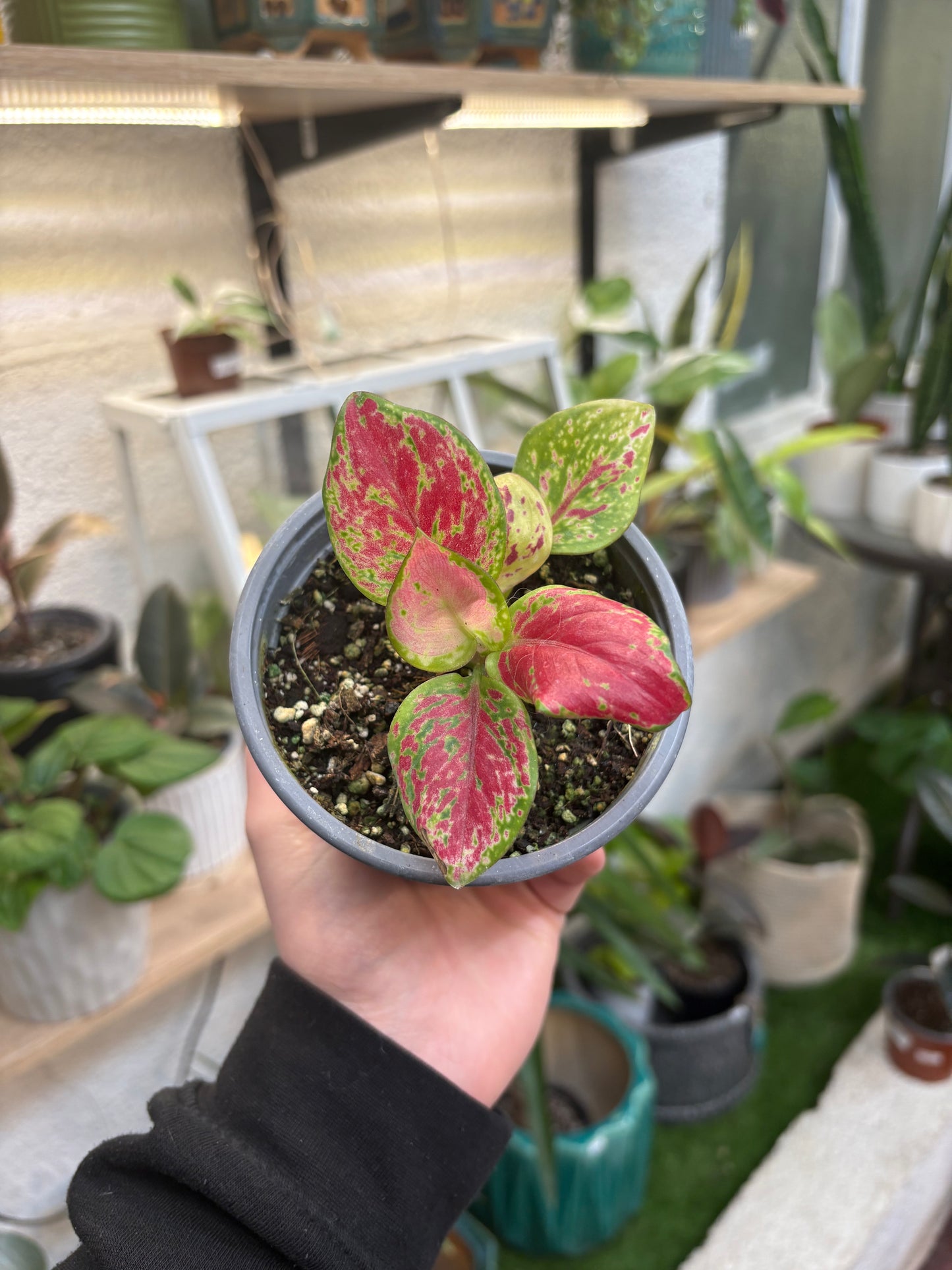 Aglaonema Commutatum Sunshine
