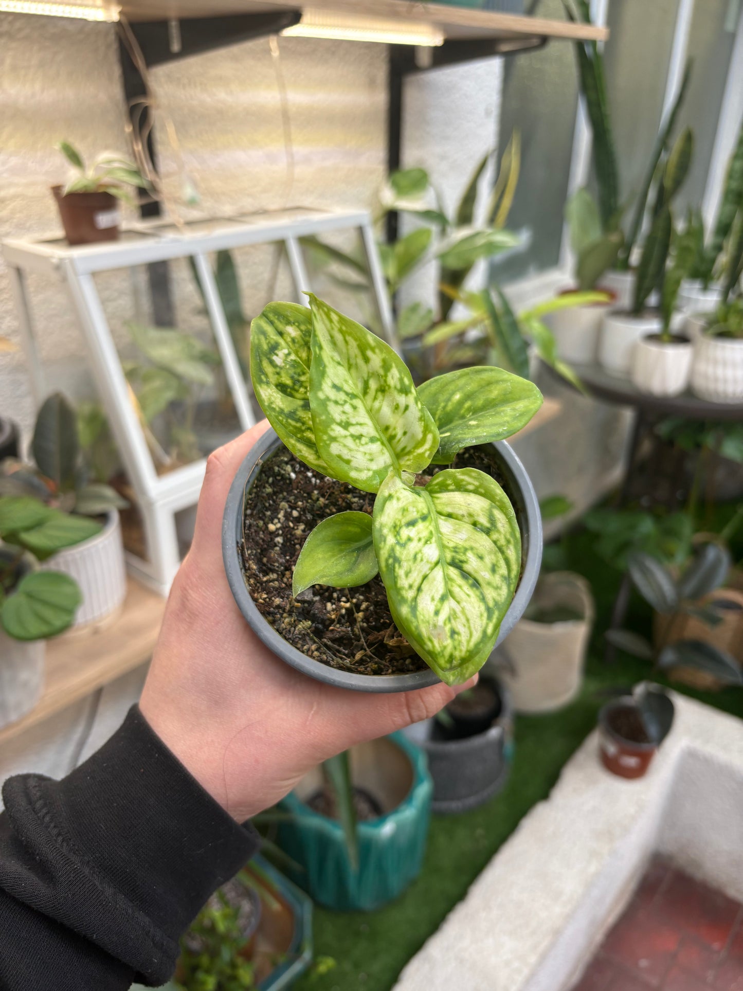 Aglaonema Commutatum Eileen