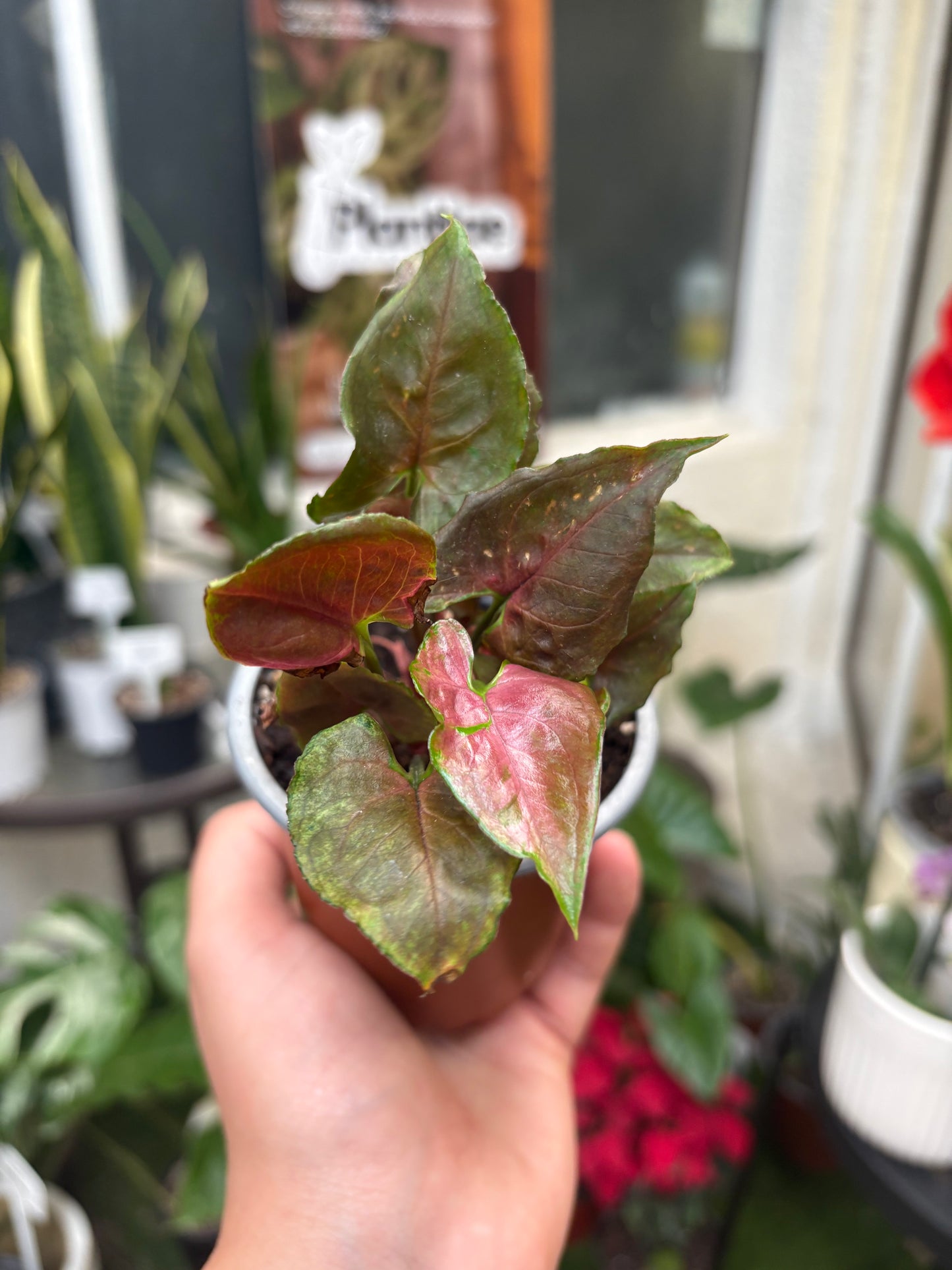 Singonio Berry Allusion