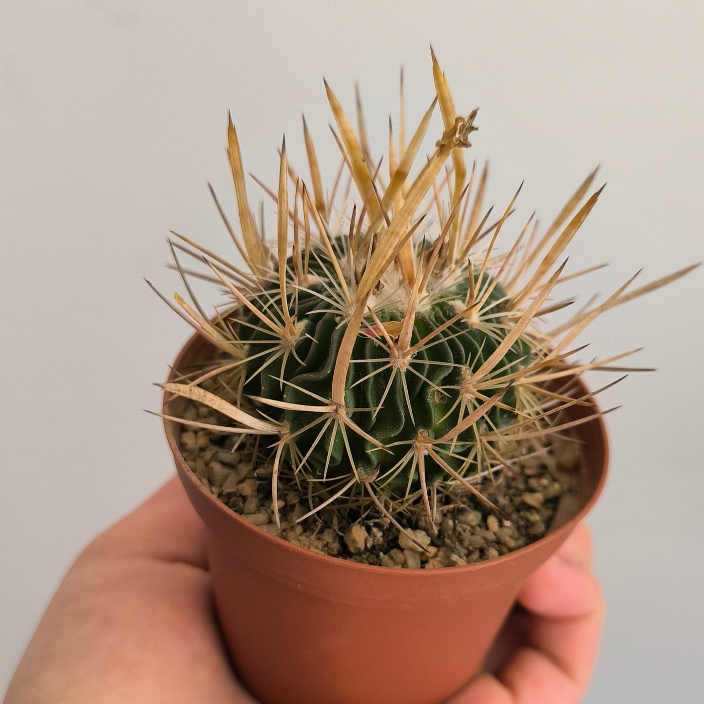 Ferocactus Latispinus