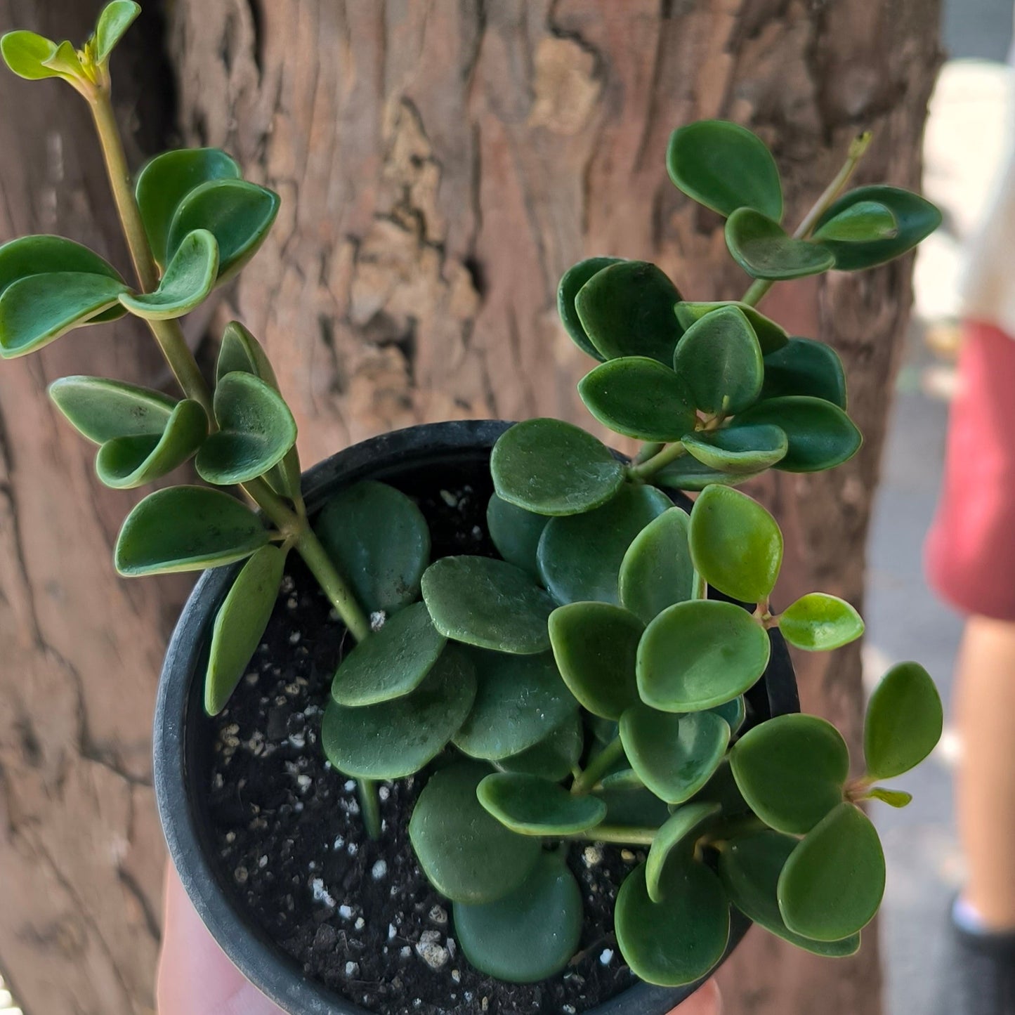 Peperomia Hope