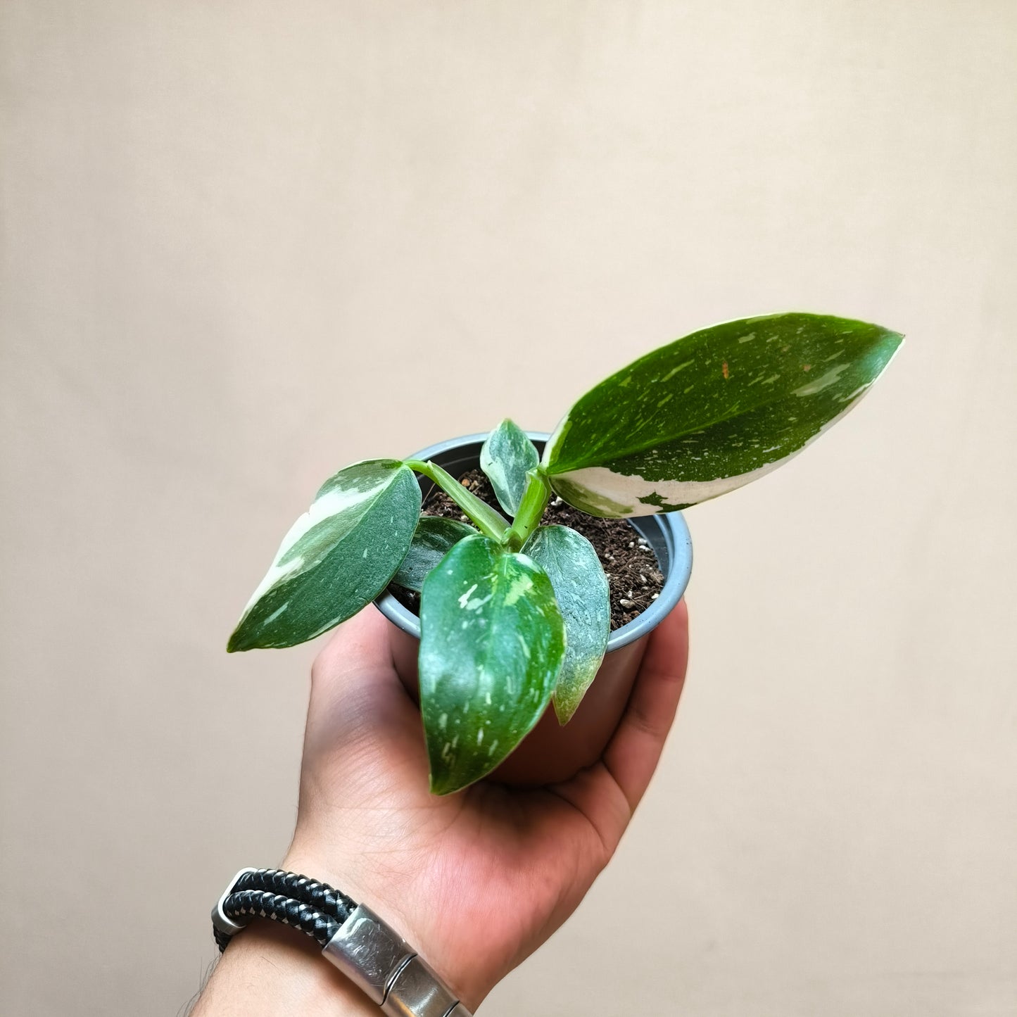 Philodendron White Wizard