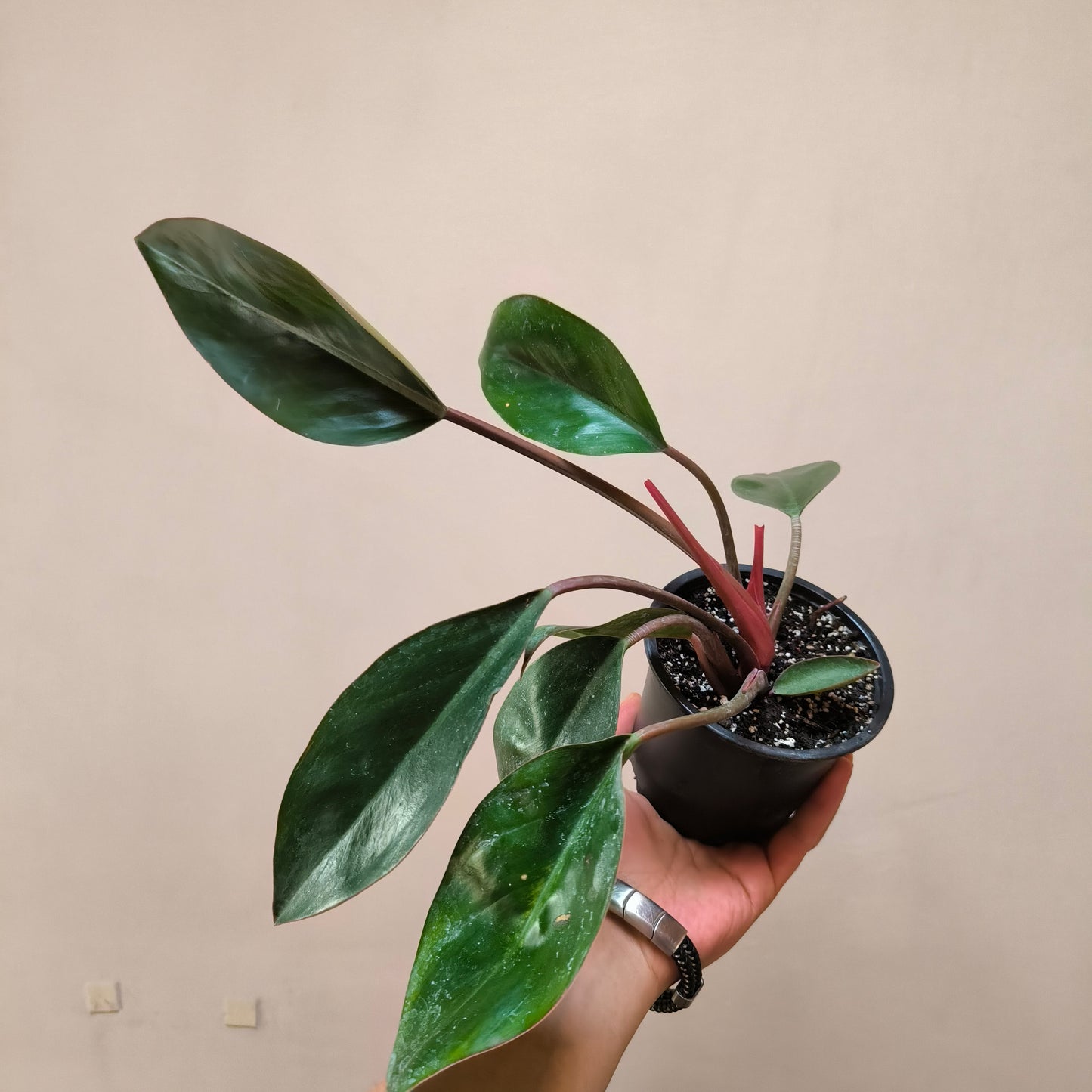 Philodendron Congo Rojo