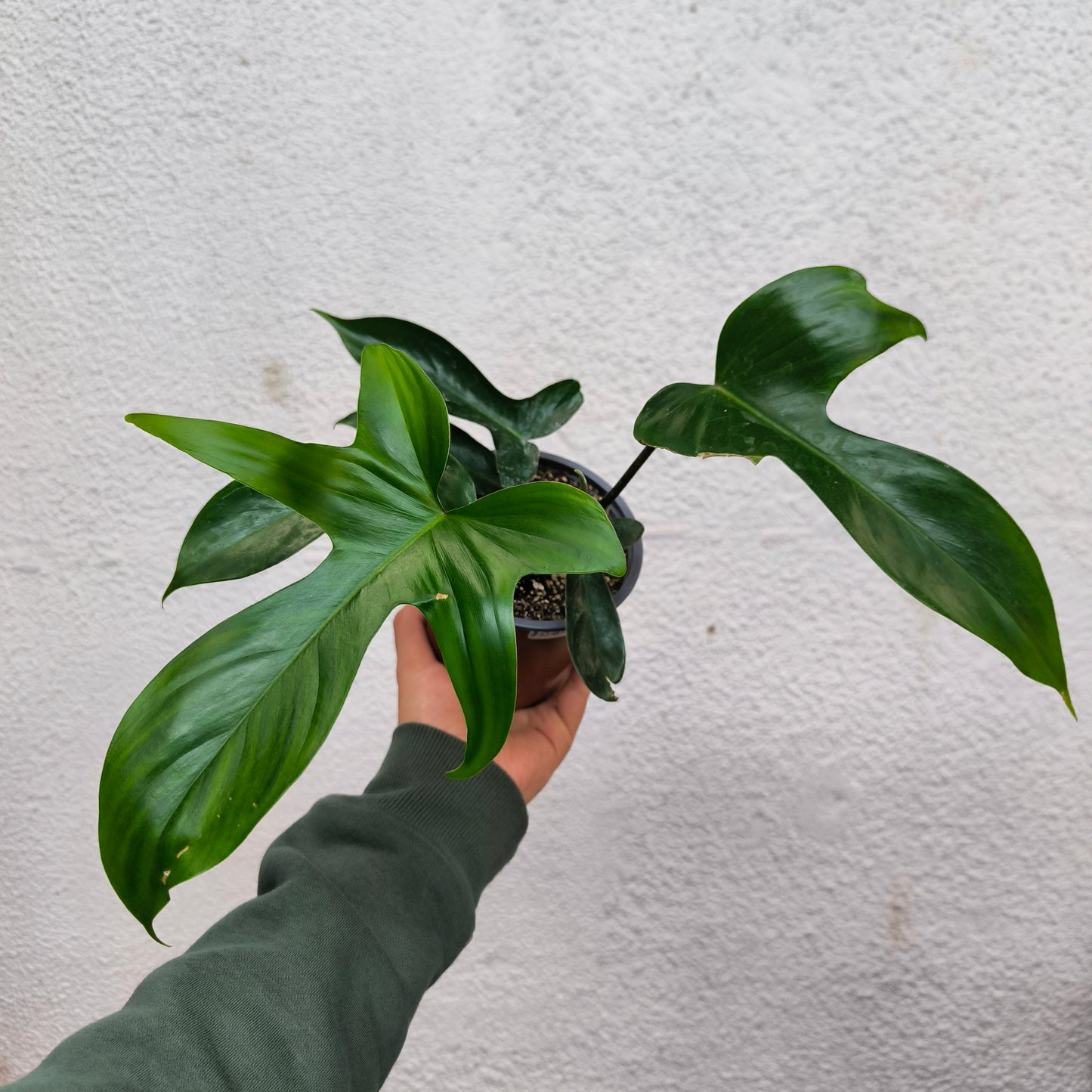 Philodendron Florida – Elegancia tropical en hojas lobuladas 🌿✨