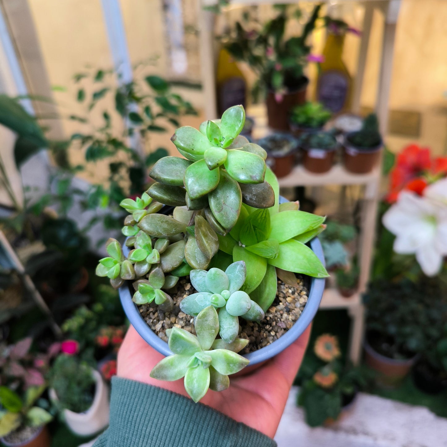 Mix de Suculentas – Diversidad y encanto en cada hoja 🌵🌈