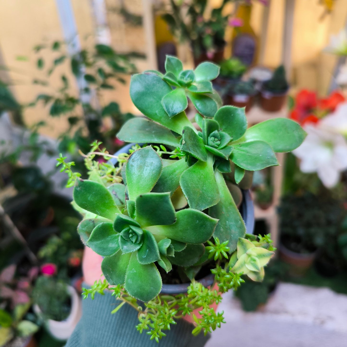 Mix de Suculentas – Diversidad y encanto en cada hoja 🌵🌈
