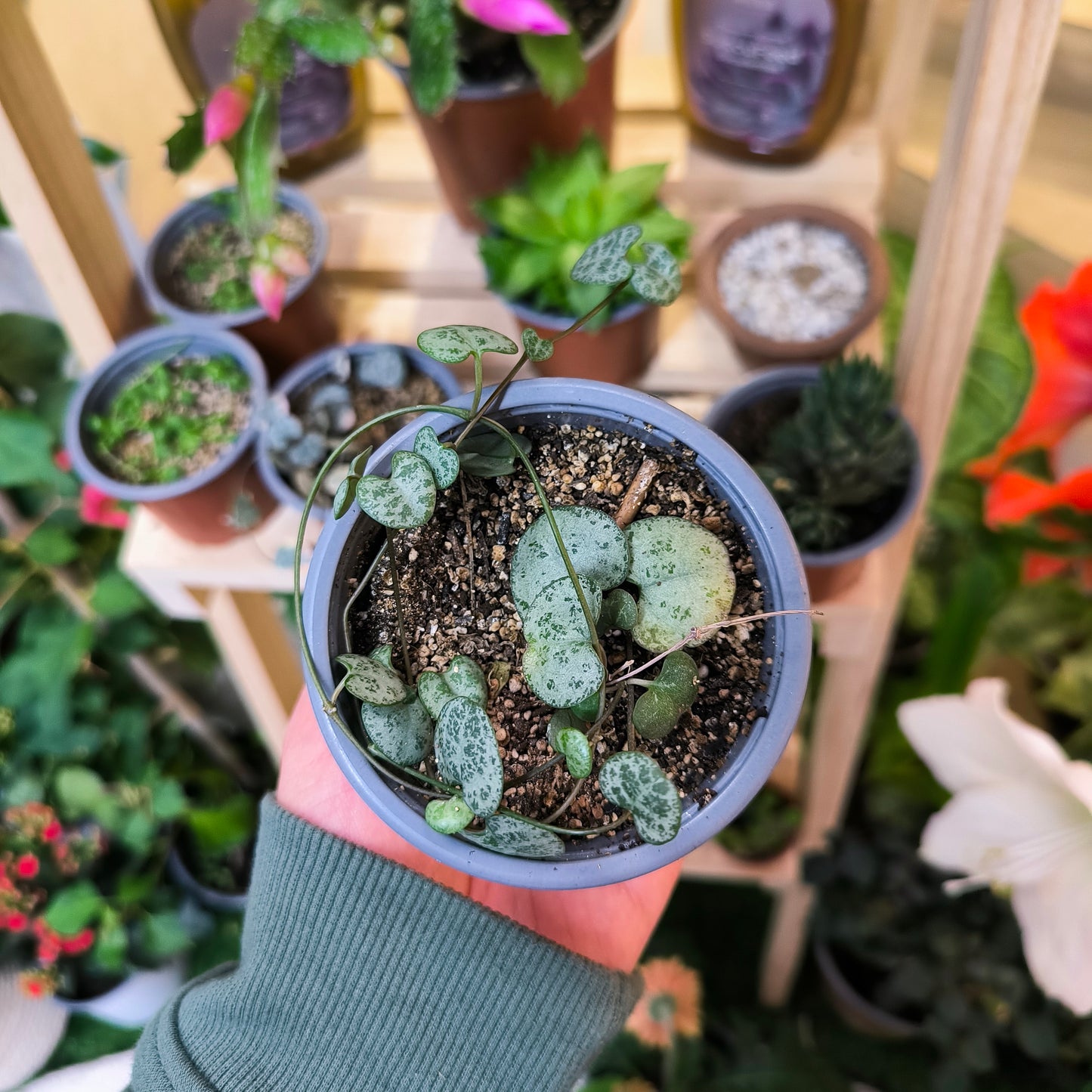 Ceropegia Woodii – Corazones colgantes que enamoran 💚🌿