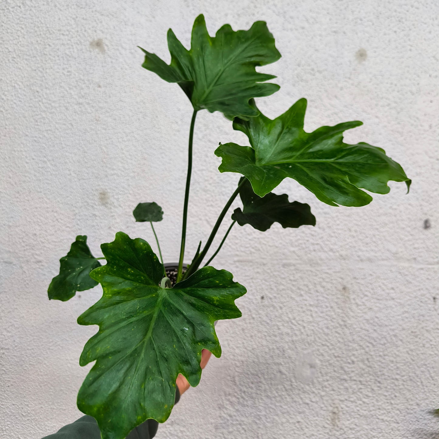 Philodendron Paraguayo – Hoja majestuosa para interiores selváticos 🌿🏡