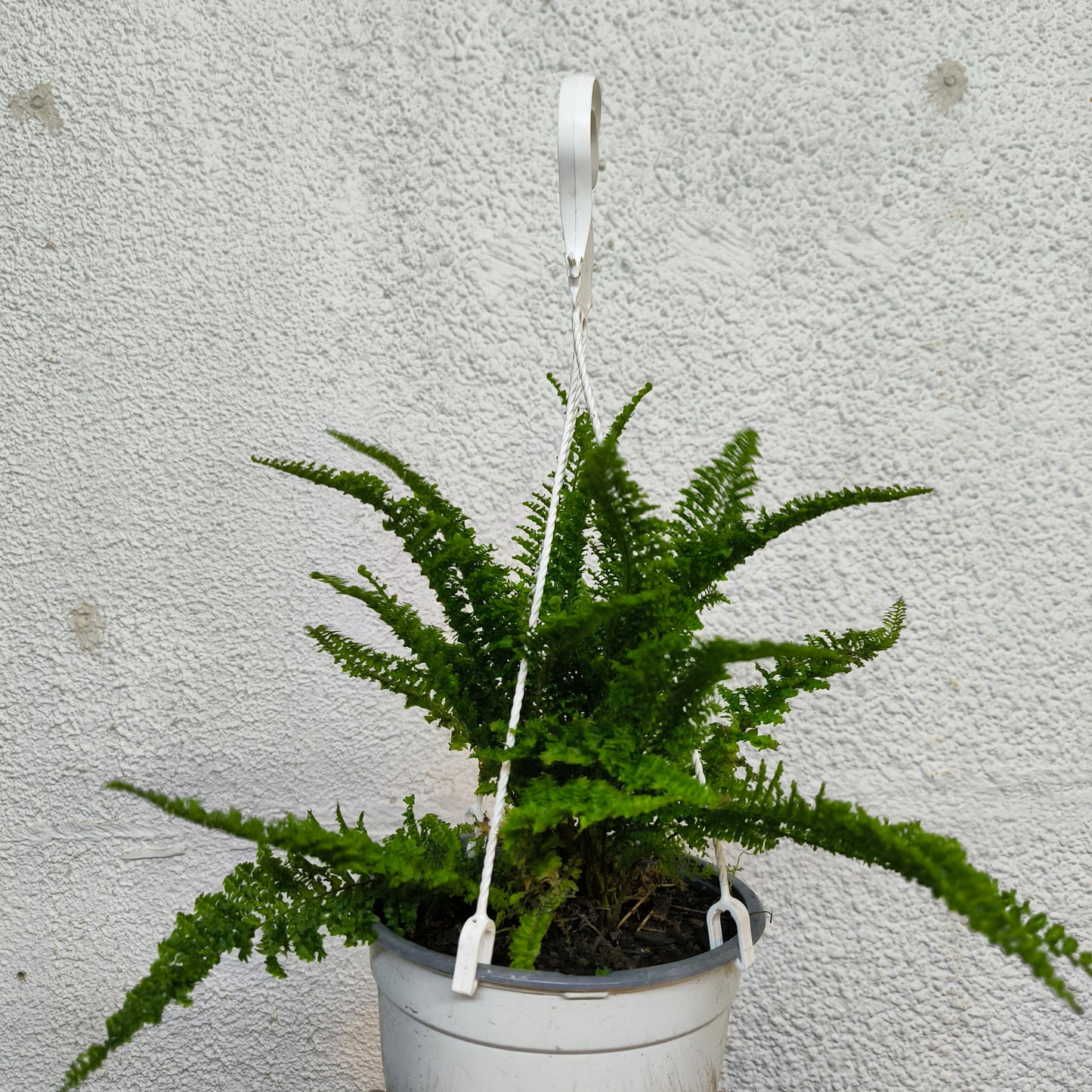 Helecho Plumoso – Elegancia suave en cada hoja 🌿✨