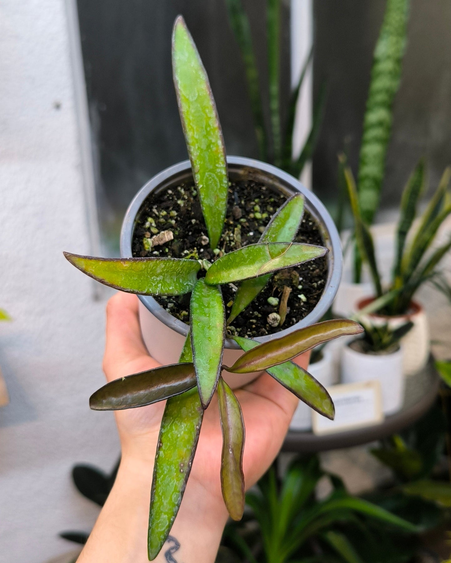 Hoya Wayetii