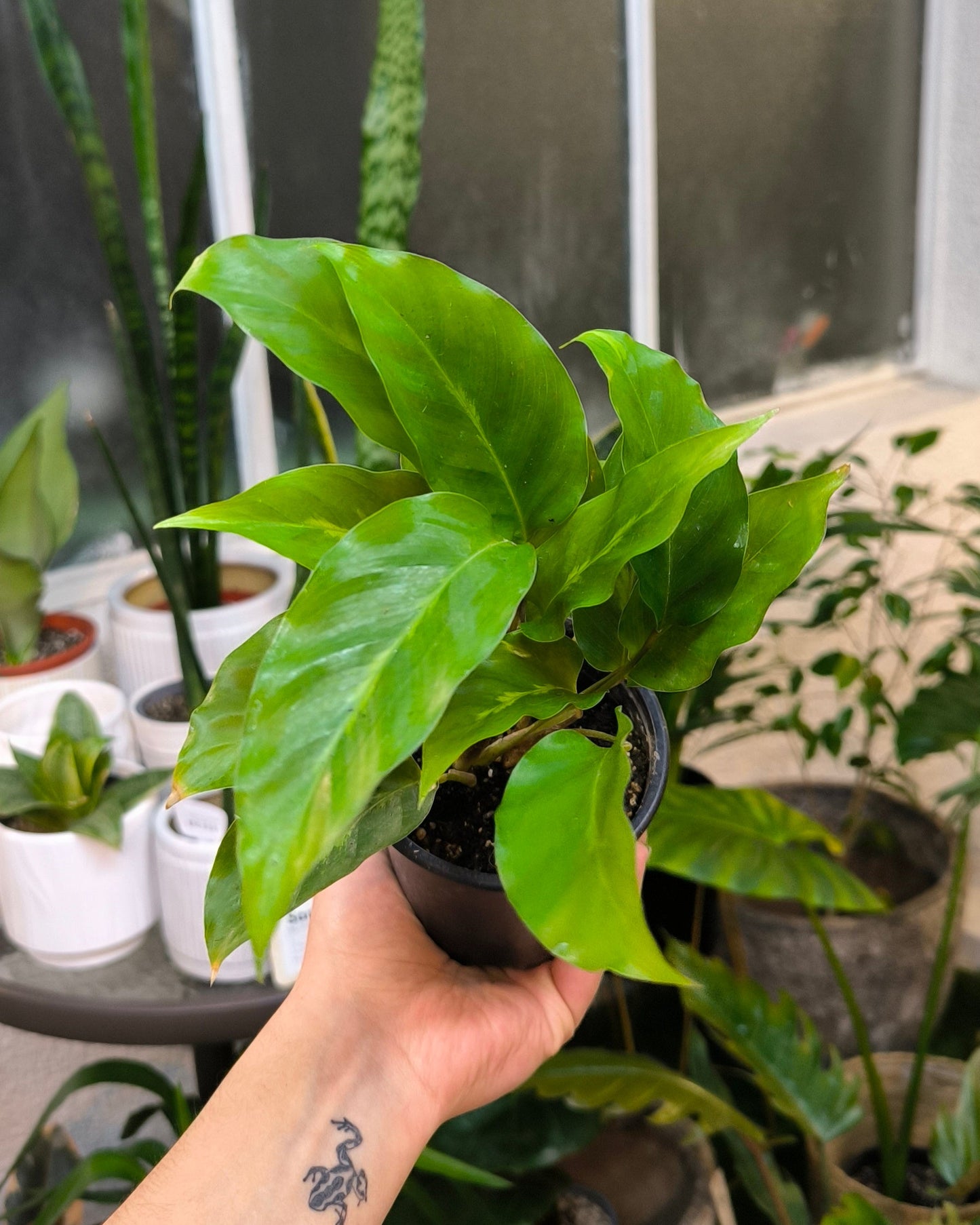 Calathea Louisae