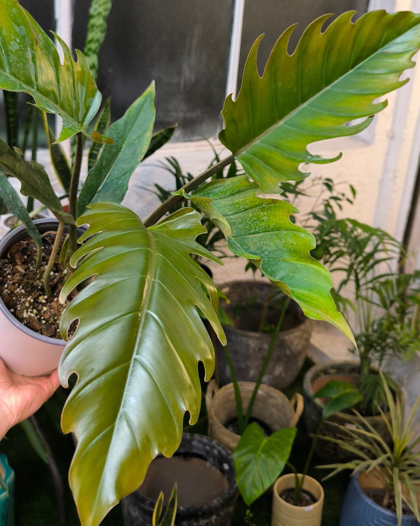 Philodendron 'Pluto'