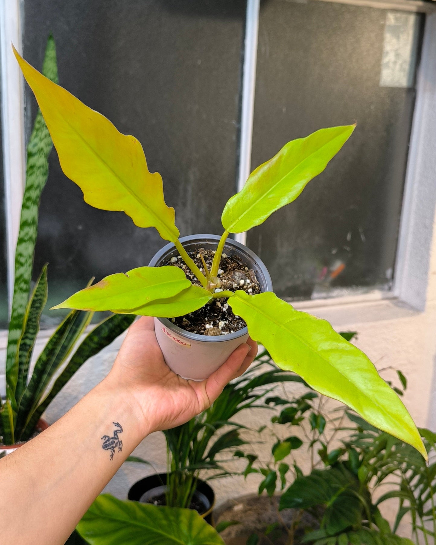 Philodendron Ring of Fire Golden