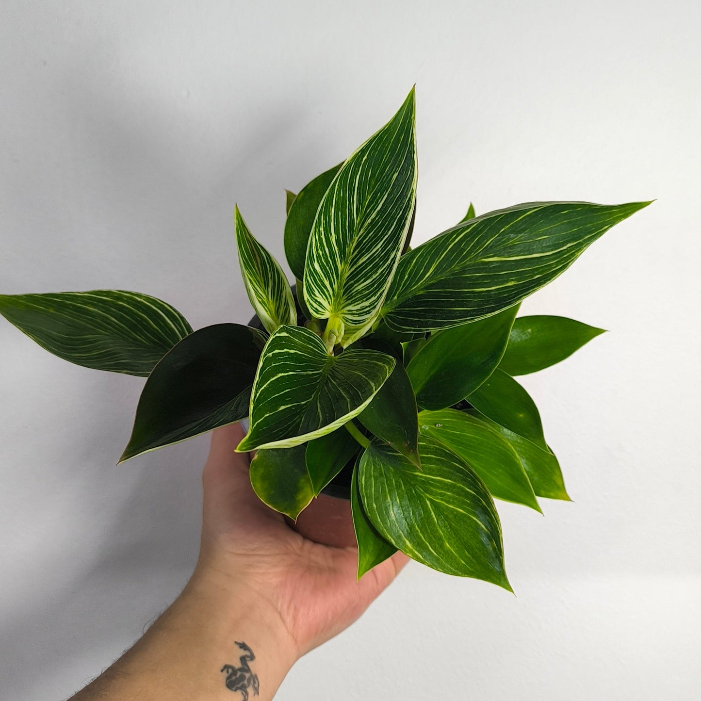 Philodendron Birkin