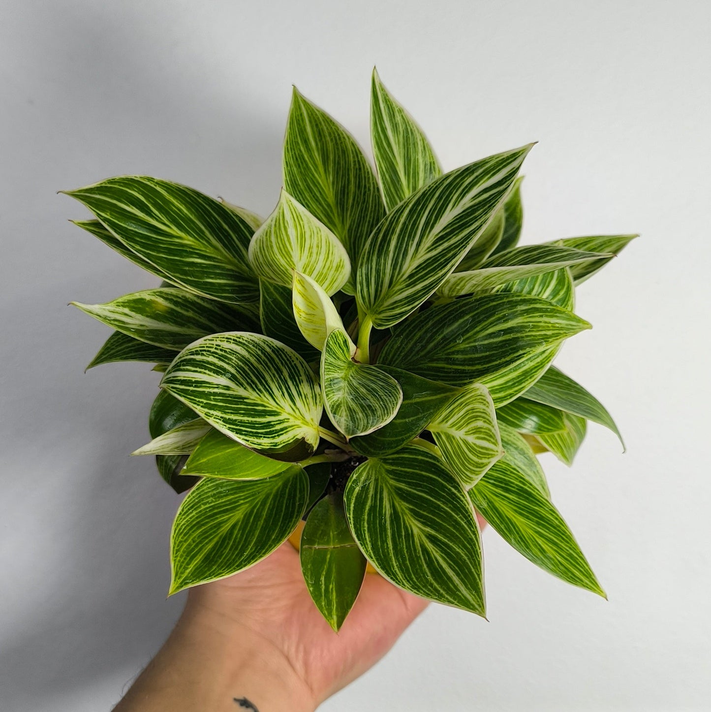 Philodendron Ivory Vein