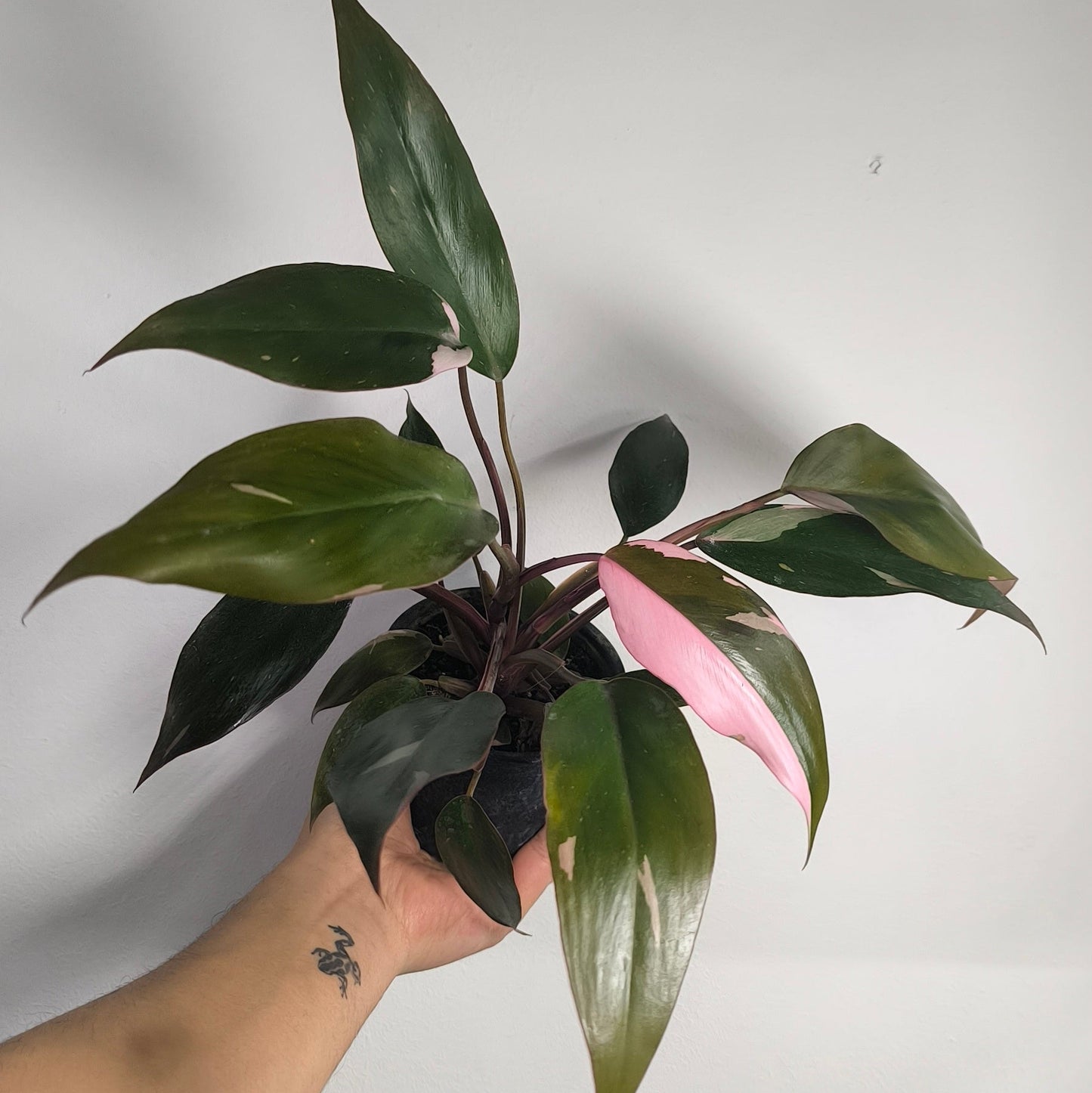 Philodendron Pink Princess