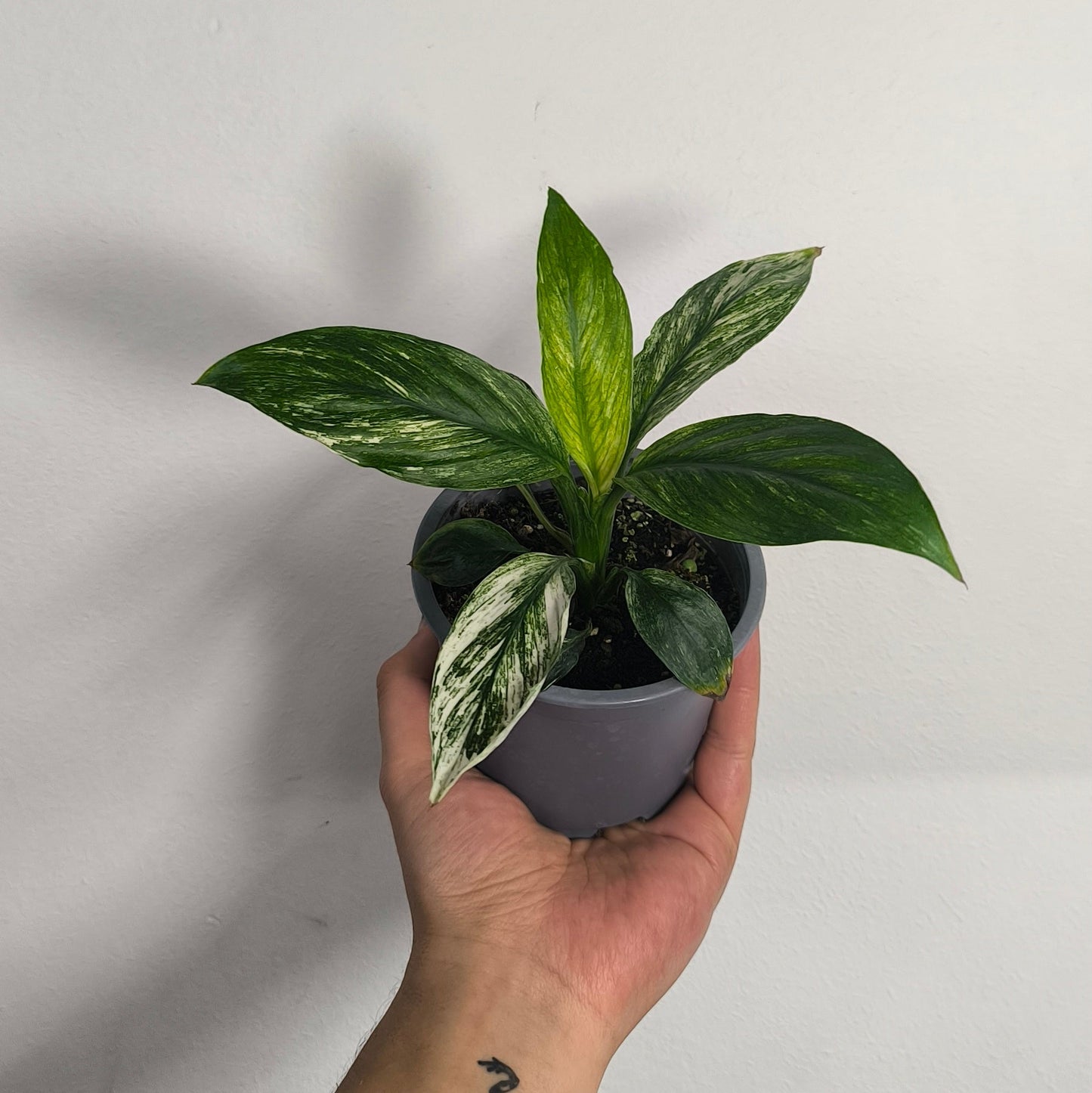 Spathiphyllum Variegado