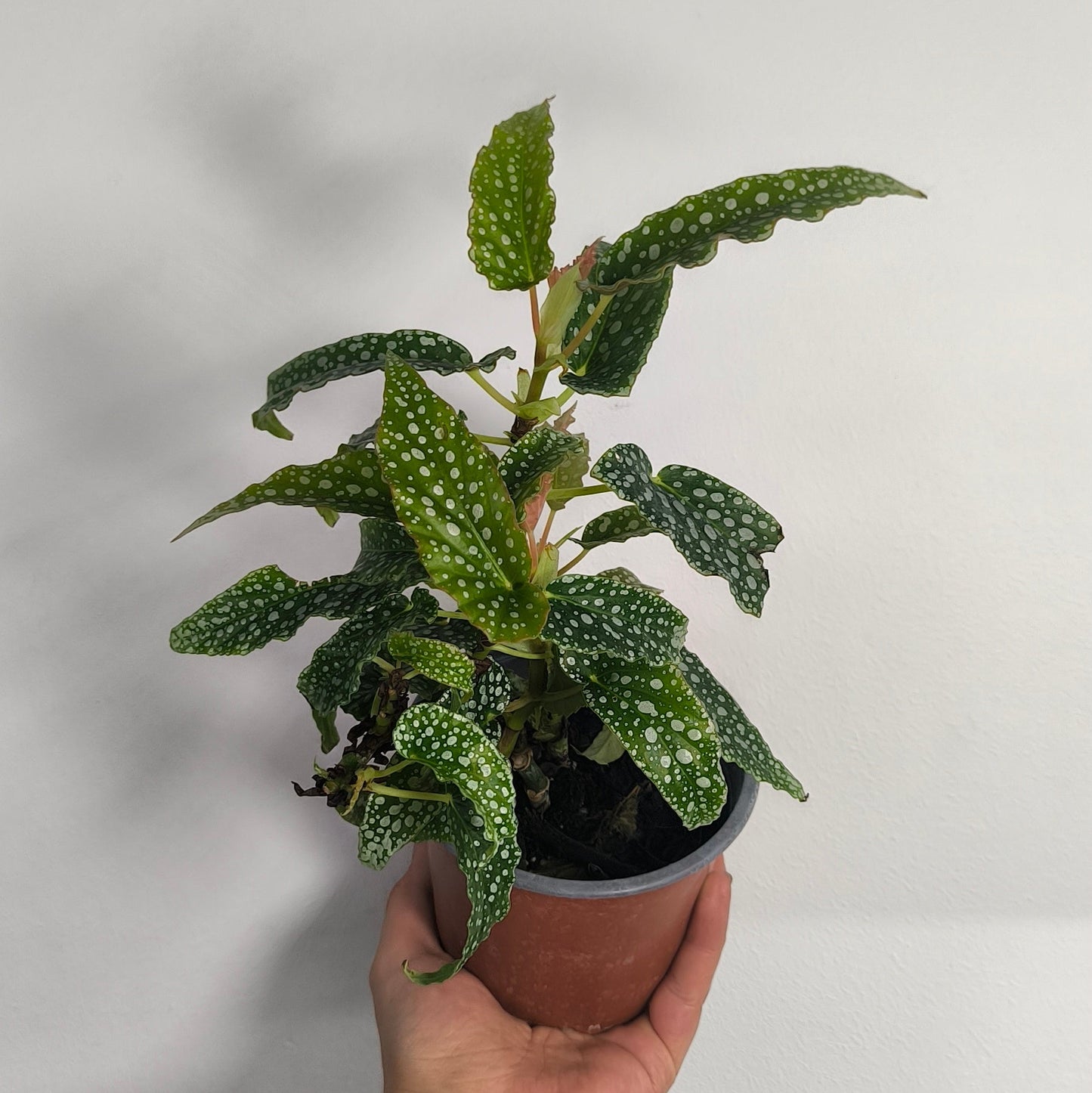 Begonia White Ice