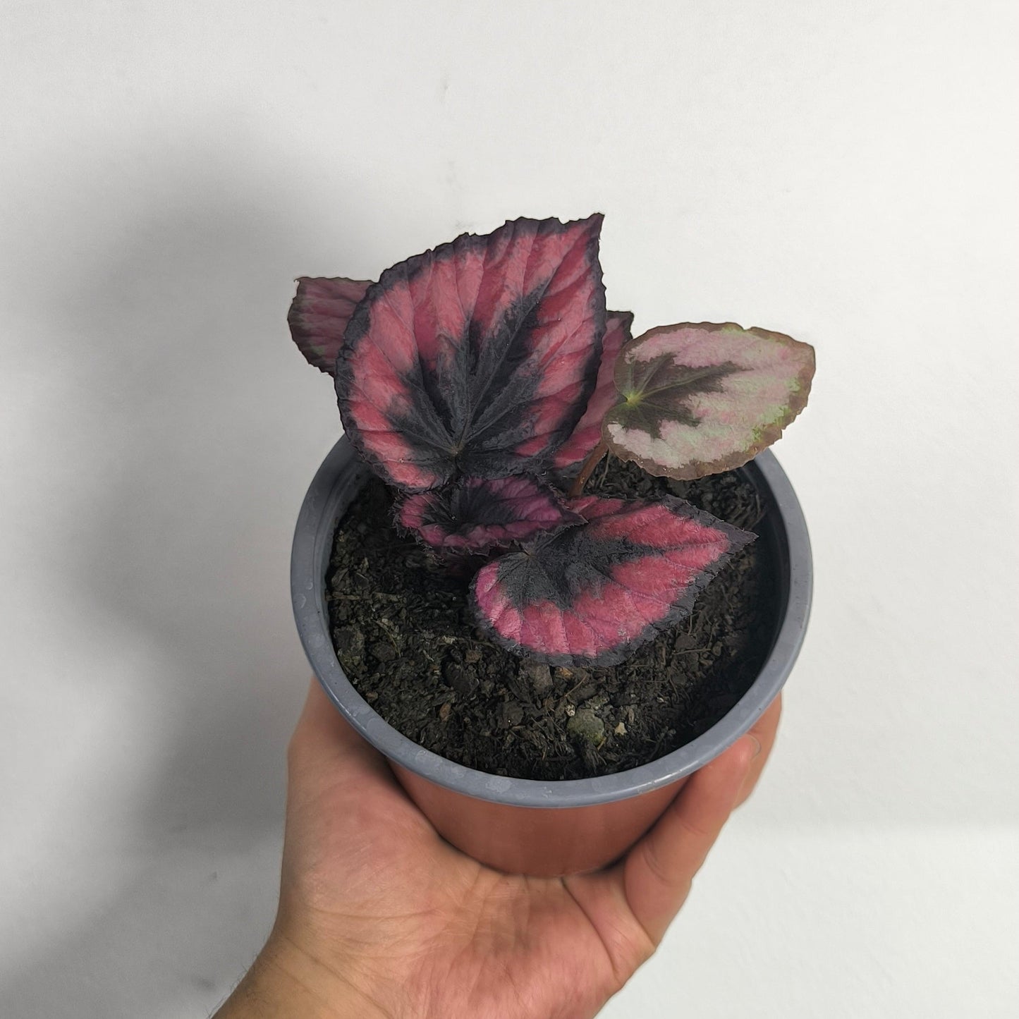 Begonia Red Kiss