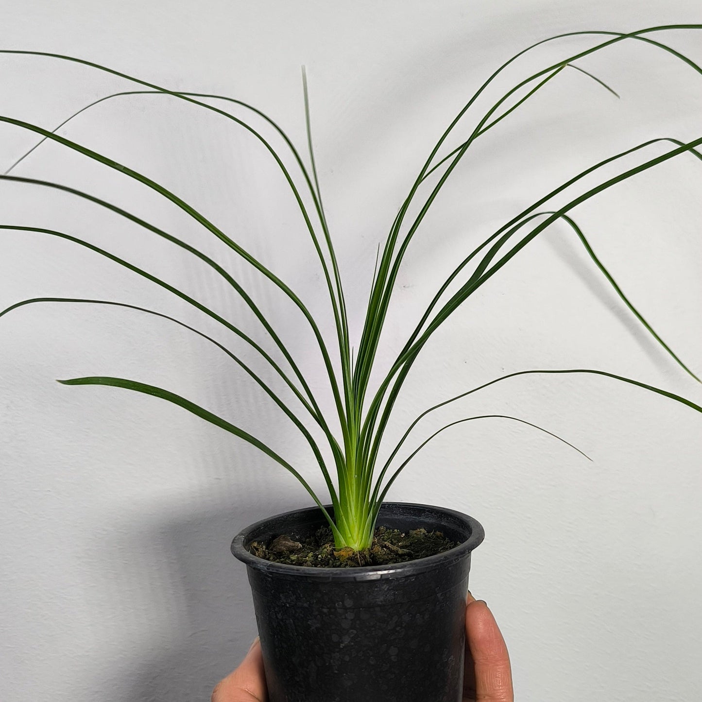 Beaucarnea Recurvata - Pata de elefante