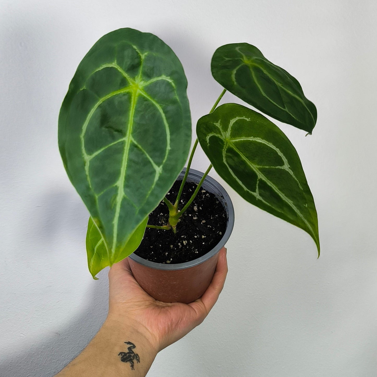 Anthurium Forgetii