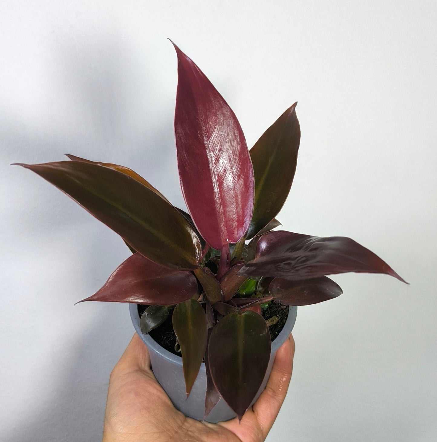 Philodendron Sun Red