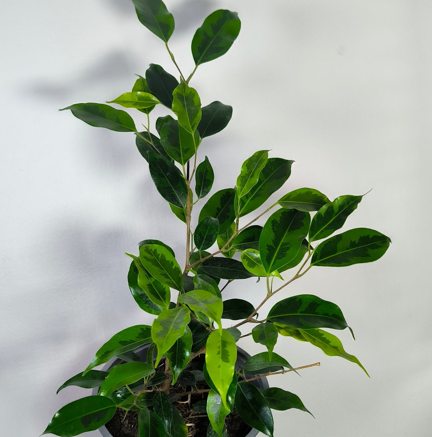 Ficus Benjamina Anastasia