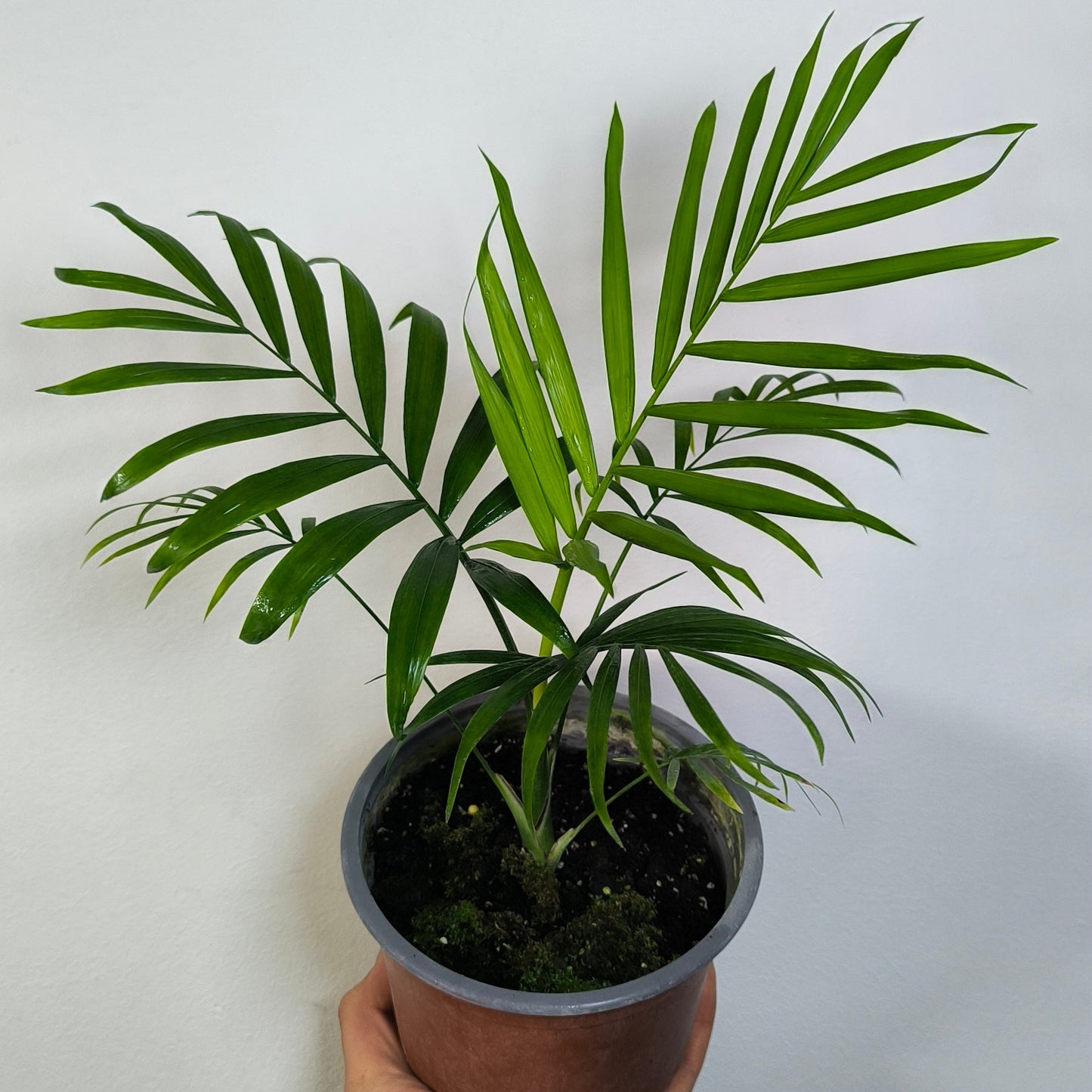 Chamaedorea Elegans
