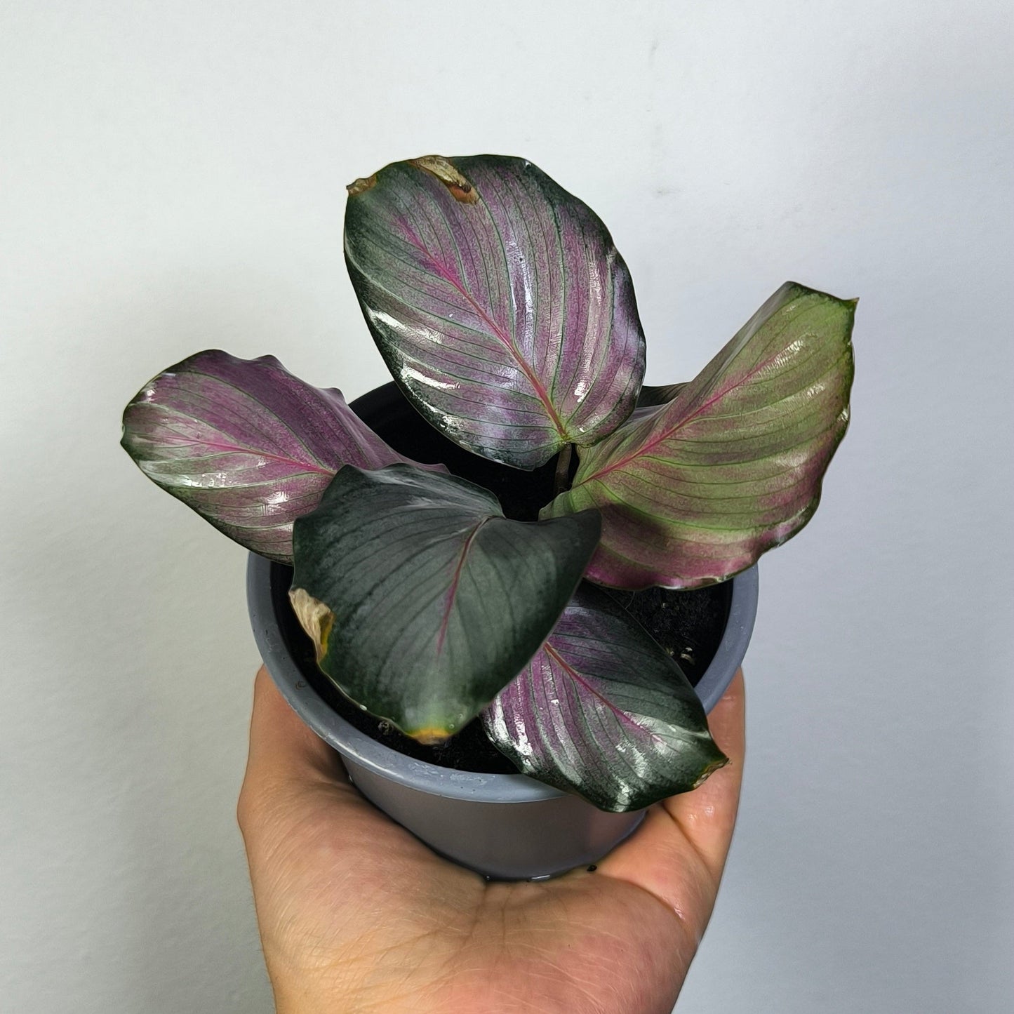 Calathea Picturata Silver Plate
