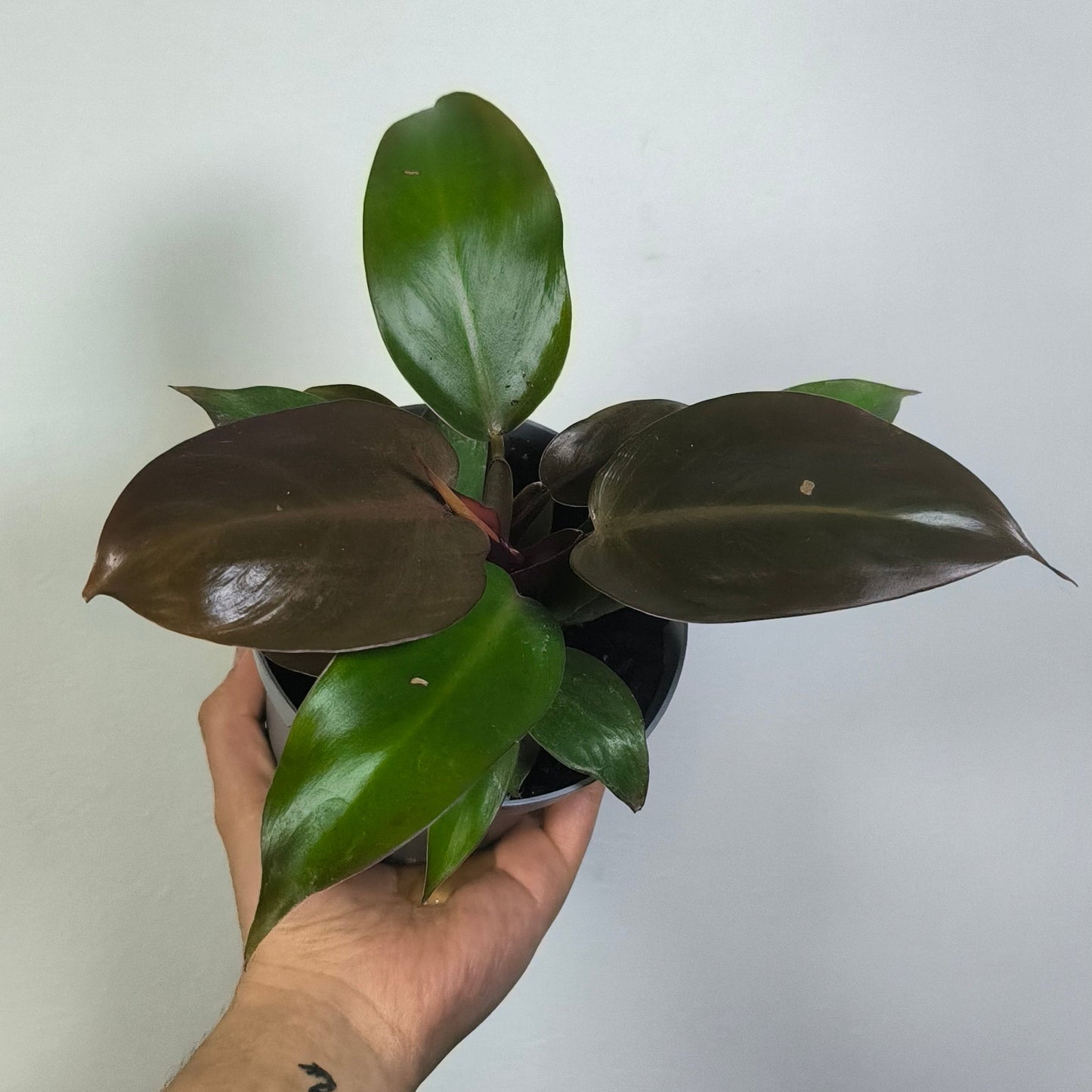 Philodendron Cherry Red