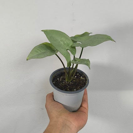 Singonio Holly