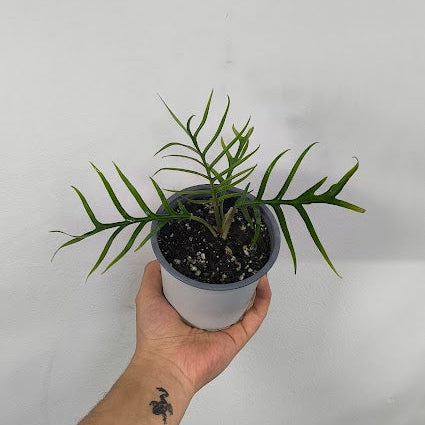 Philodendron Tortum
