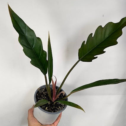 Philodendron Pluto
