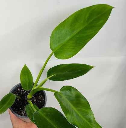Philodendron Jose Buono-ScndCh