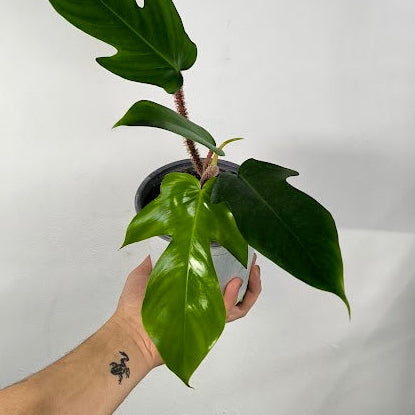 Philodendron Squamiferum