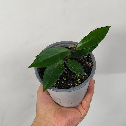 Hoya Carnosa Verde