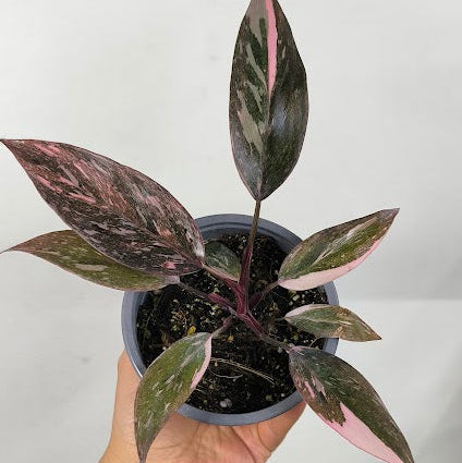Philodendron Pink Princess Galaxy