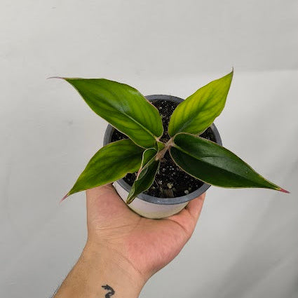 Aglaonema Sapphire