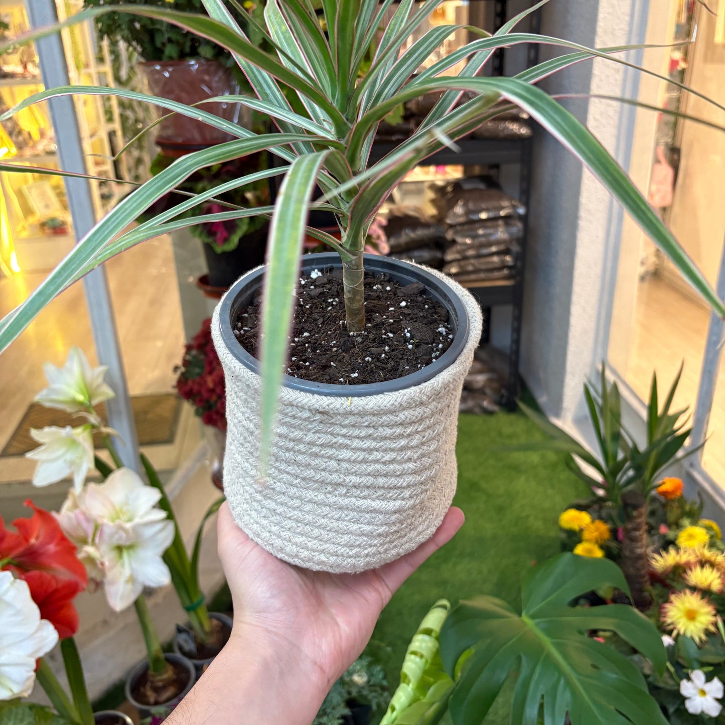 Canasto Hilo Tenzado